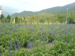 DSC00382