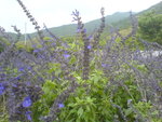 DSC00383