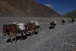 Jomsom
P1030661