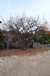 京都二條城 (Day5)