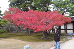 京都二條城 (Day5)