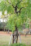 京都二條城 (Day5)