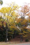 京都二條城 (Day5)