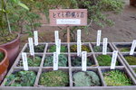 京都銀閣寺 (Day5)