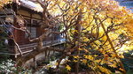 京都永觀堂(Day6)