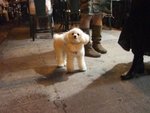 The cute dog*