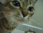 My cat