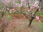PICT0290