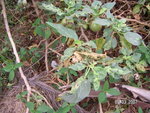 PICT0320