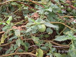 PICT0321