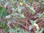 PICT0323