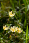 ka19