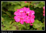 IMG_0882