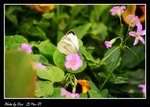IMG_0895