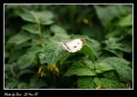 IMG_0896