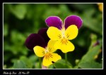 IMG_0901