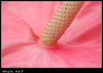 DPP_004