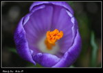 DPP_005