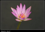 DPP_013