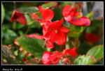 DPP_015