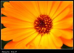 DPP_016