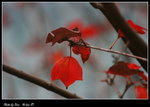 DPP_028
