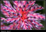 DPP_030