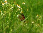 IMG_3620