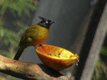 IMG_6532