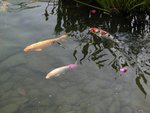 IMG_7022
