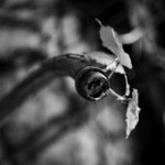 _MG_1806