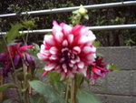 照片 152