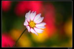 IMG_5246ab15