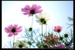 IMG_5410ab15