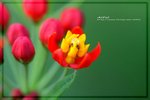 IMG_6449ab