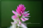 IMG_6453ab