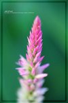 IMG_6456ab