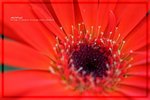 IMG_6504ab