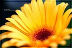 IMG_6515ab