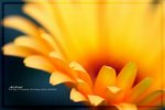 IMG_6519ab