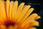 IMG_6526ab