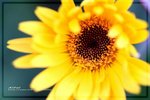 IMG_6533ab