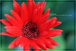 IMG_6541ab