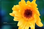 IMG_6545ab