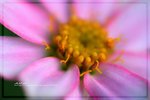 IMG_6550ab
