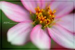 IMG_6555ab
