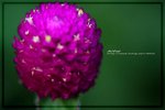 IMG_6559ab