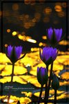IMG_6616ab