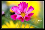 IMG_3605abc