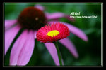 IMG_3617abc